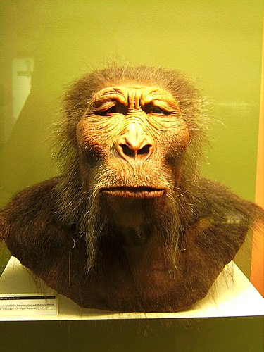 【猿人から原人・旧人・新人まで】進化過程やそれぞれの特徴(生活・道具)について！